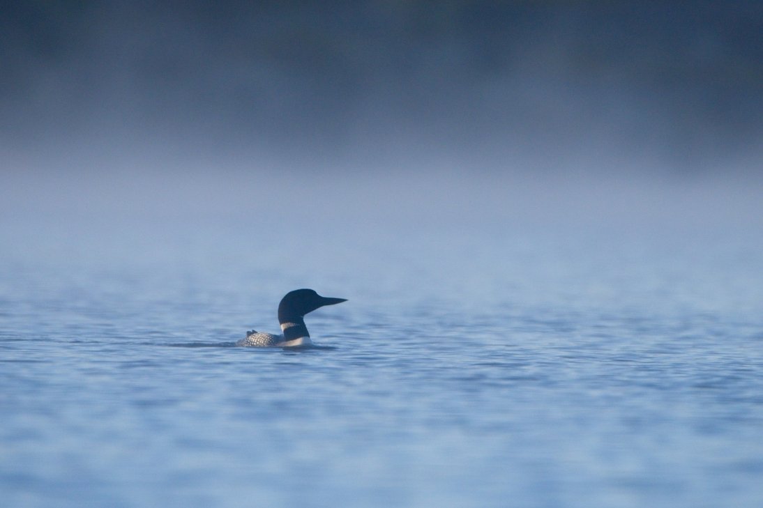 A lone great northern loon floats calmly on a misty blue lake, its black head and pointed beak silhouetted against a foggy, atmospheric background with a distinctive checkered pattern visible along its neck and back.
